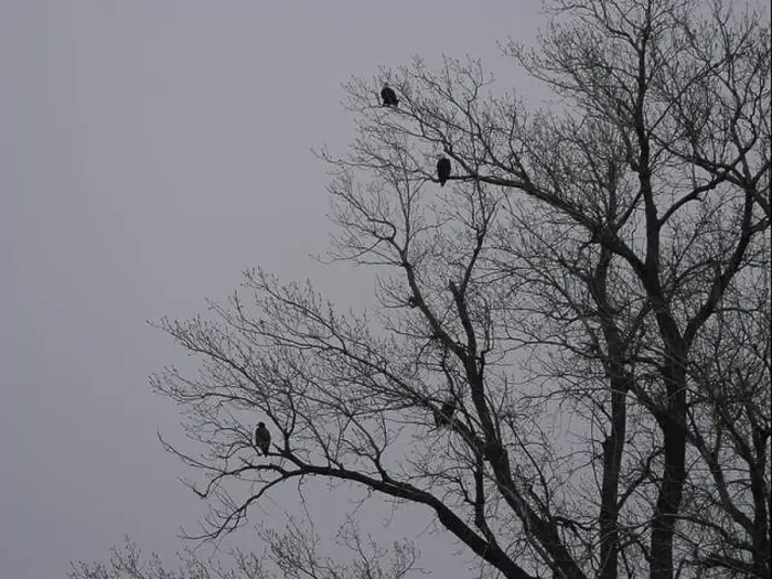 Framed Print : American Bald Eagles During Winter Migration in Missouri