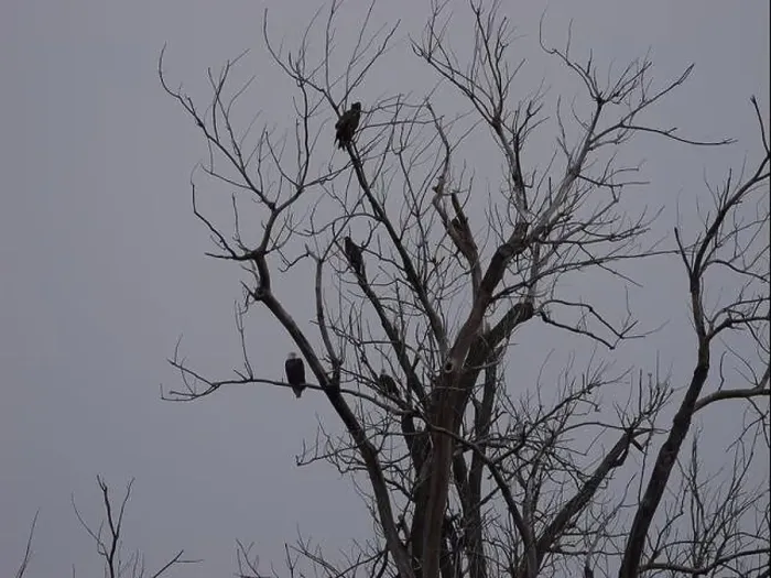 Framed Print : American Bald Eagles During Winter Migration in Missouri