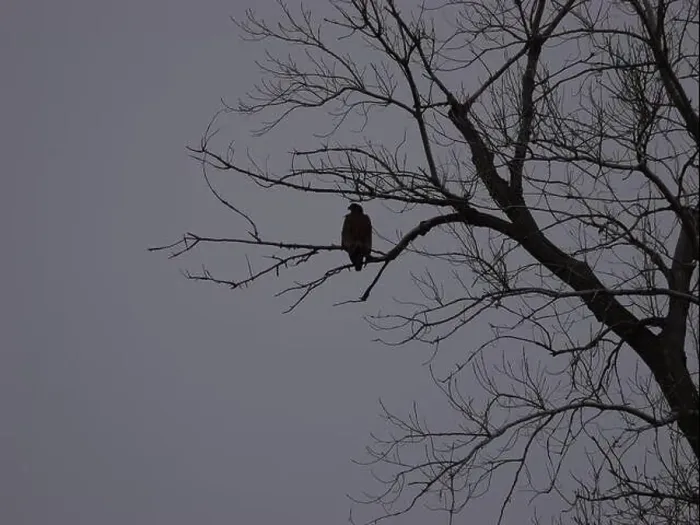 Framed Print : American Bald Eagles During Winter Migration in Missouri Framed Print : American Bald Eagles During Winter Migration in Missouri