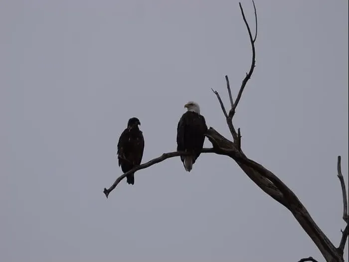 Framed Print : American Bald Eagles During Winter Migration in Missouri