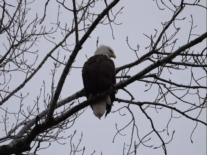 Framed Print : American Bald Eagles During Winter Migration in Missouri