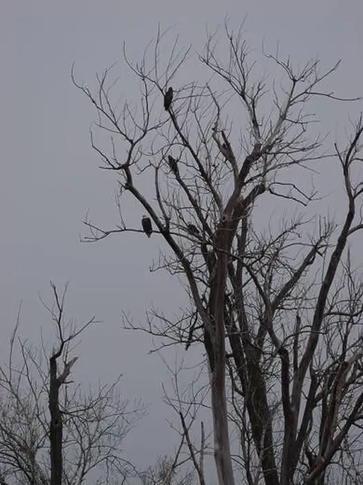 Framed Print : American Bald Eagles During Winter Migration in Missouri