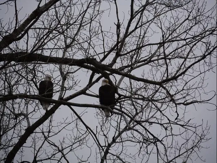 Framed Print : American Bald Eagles During Winter Migration in Missouri Framed Print : American Bald Eagles During Winter Migration in Missouri