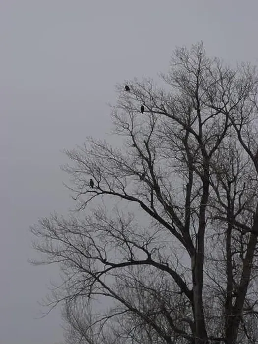 Framed Print : American Bald Eagles During Winter Migration in Missouri