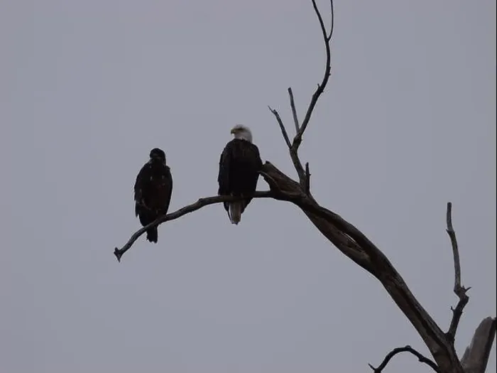 Framed Print : American Bald Eagles During Winter Migration in Missouri Framed Print : American Bald Eagles During Winter Migration in Missouri