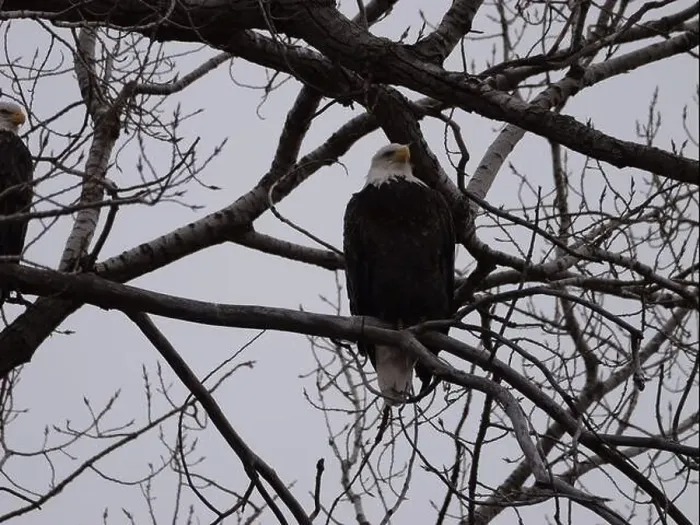 Framed Print : American Bald Eagles During Winter Migration in Missouri