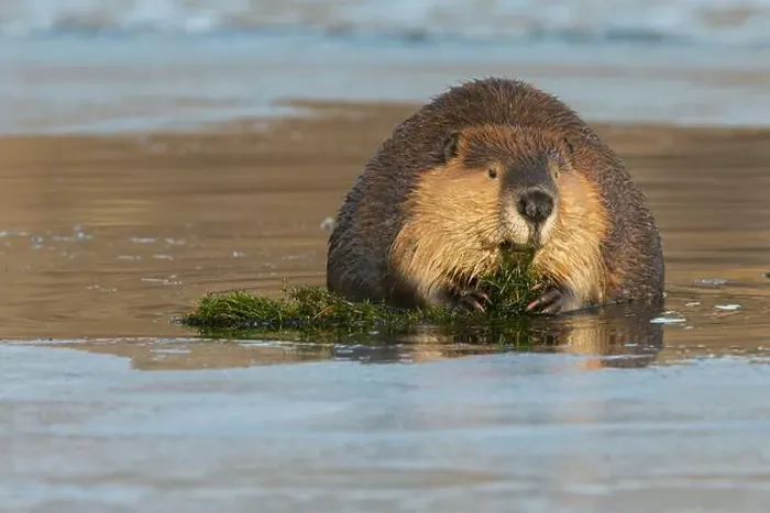 Framed Print : American beaver foraging in open water in the frozen river