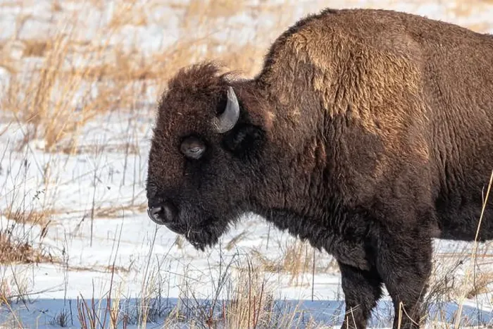Framed Print : American Bison close up in winter Framed Print : American Bison close up in winter