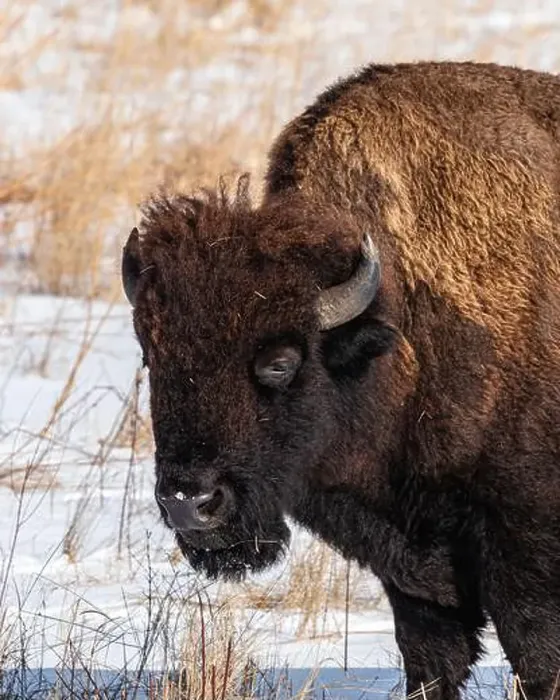 Framed Print : American Bison close up in winter Framed Print : American Bison close up in winter