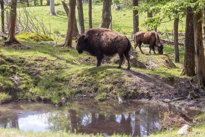 Framed Print : American bison heard in summer Framed Print : American bison heard in summer