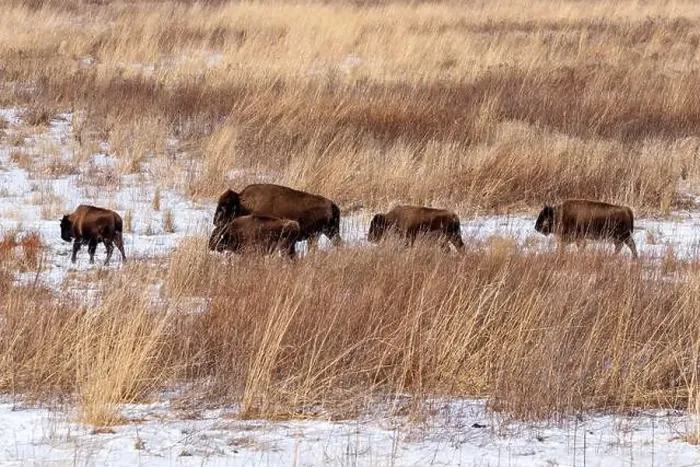 Framed Print : American Bison herd walking on a snow covered prairie in winter Framed Print : American Bison herd walking on a snow covered prairie in winter