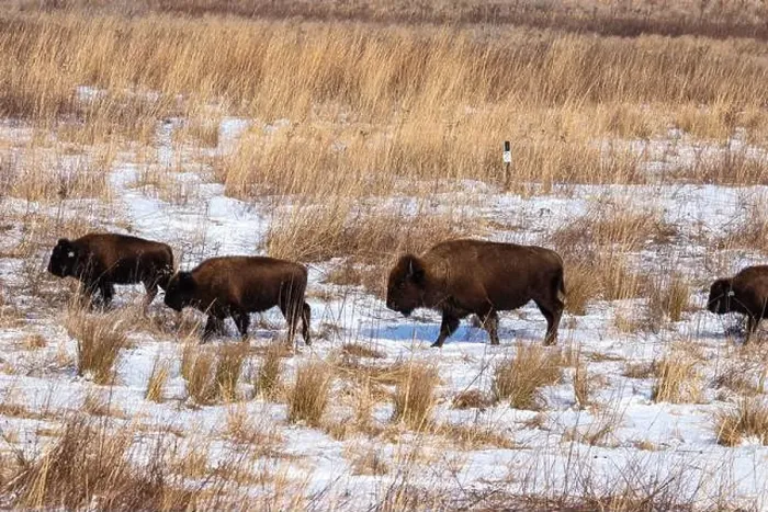 Framed Print : American Bison herd walking on a snow covered prairie in winter Framed Print : American Bison herd walking on a snow covered prairie in winter