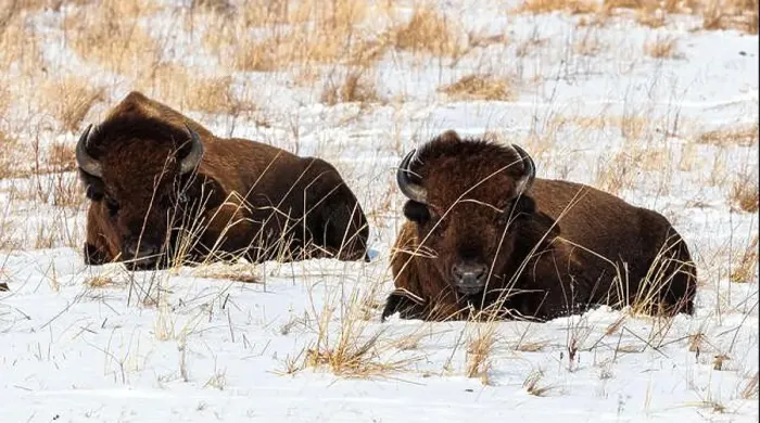 Framed Print : Two American Bison lying down in the snow