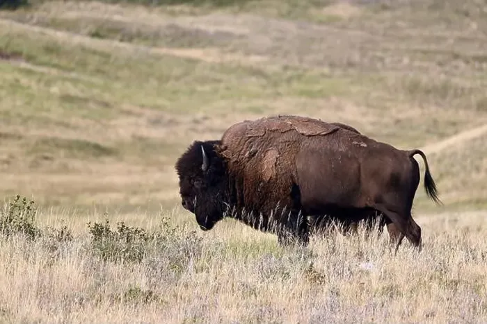 Framed Print : An American bison met near Waterton, Alberta, Canada Framed Print : An American bison met near Waterton, Alberta, Canada