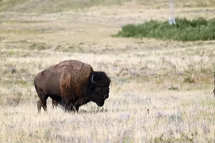 Framed Print : An American bison met near Waterton, Alberta, Canada Framed Print : An American bison met near Waterton, Alberta, Canada