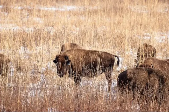 Framed Print : American Bison in tall grass in the winter Framed Print : American Bison in tall grass in the winter