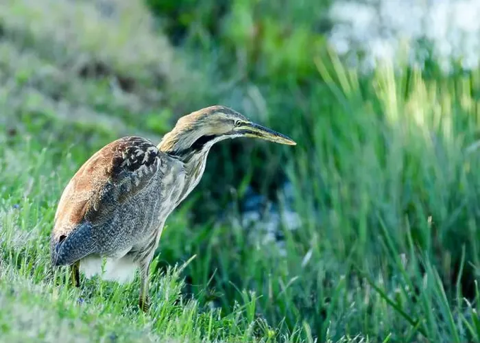 Framed Print : American Bittern Framed Print : American Bittern