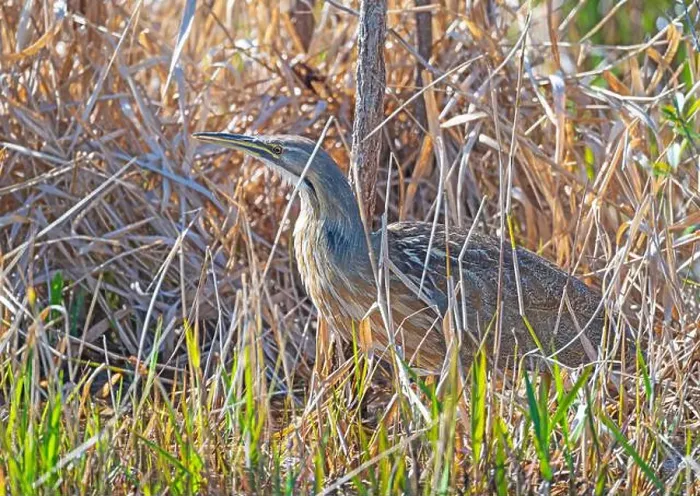 Framed Print : American Bittern Trying Hide in the Reeds in the Okefenokee National Wildlife refuge in Georgia Framed Print : American Bittern Trying Hide in the Reeds in the Okefenokee National Wildlife refuge in Georgia