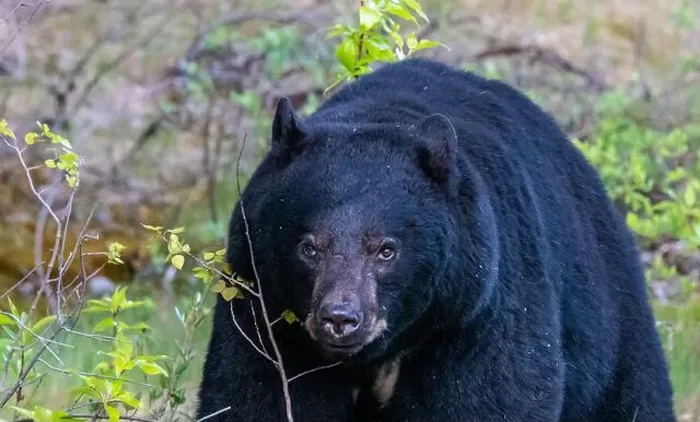 Framed Print : American Black Bear in Springtime in Jasper National Park Alberta, Canada Framed Print : American Black Bear in Springtime in Jasper National Park Alberta, Canada