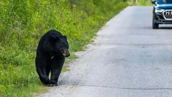 Framed Print : American Black Bear in Springtime in Jasper National Park Alberta, Canada Framed Print : American Black Bear in Springtime in Jasper National Park Alberta, Canada