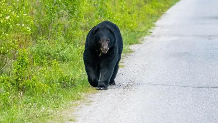 Framed Print : American Black Bear in Springtime in Jasper National Park Alberta, Canada Framed Print : American Black Bear in Springtime in Jasper National Park Alberta, Canada