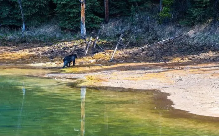 Framed Print : American Black Bear in Springtime in Jasper National Park Alberta, Canada