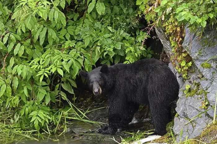 Framed Print : American Black Bear (Ursus americanus) at the edge of the forest, rainforest, Prince William Sound Framed Print : American Black Bear (Ursus americanus) at the edge of the forest, rainforest, Prince William Sound