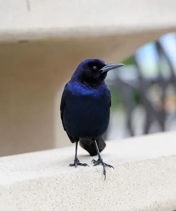 Framed Print : American Boat-tailed Grackle on the look out for food Framed Print : American Boat-tailed Grackle on the look out for food