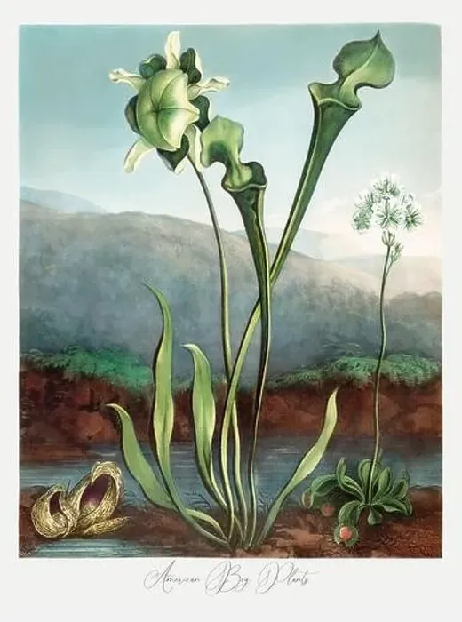 Framed Print : American Bog Plants. Antique Victorian Flower painting Framed Print : American Bog Plants. Antique Victorian Flower painting