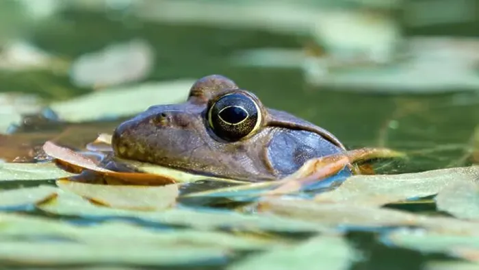 Framed Print : American Bullfrog Peeking Out of Water. Henry W. Coe State Park, California, USA Framed Print : American Bullfrog Peeking Out of Water. Henry W. Coe State Park, California, USA