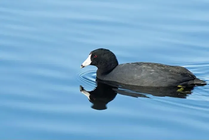 Framed Print : American Coot (Fulica americana) Framed Print : American Coot (Fulica americana)
