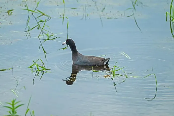 Framed Print : An American Coot Swimming in a Wetland Pond in Horicon Marsh in Wisconsin