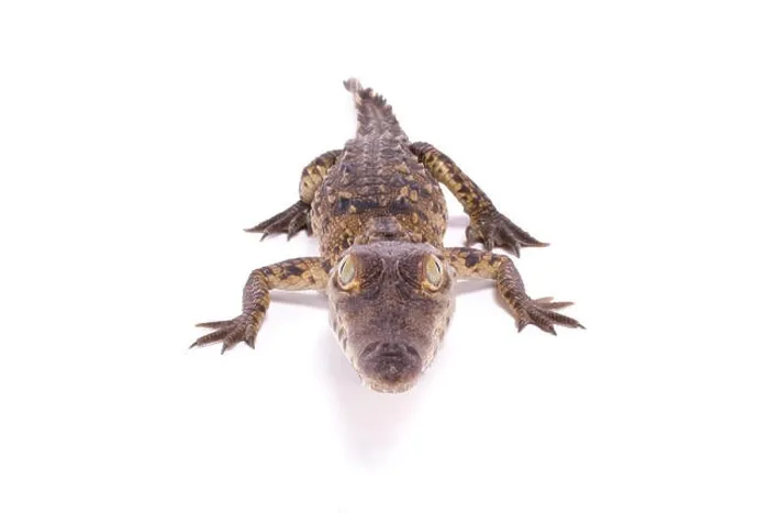 Framed Print : American crocodile, Crocodylus acutus Framed Print : American crocodile, Crocodylus acutus