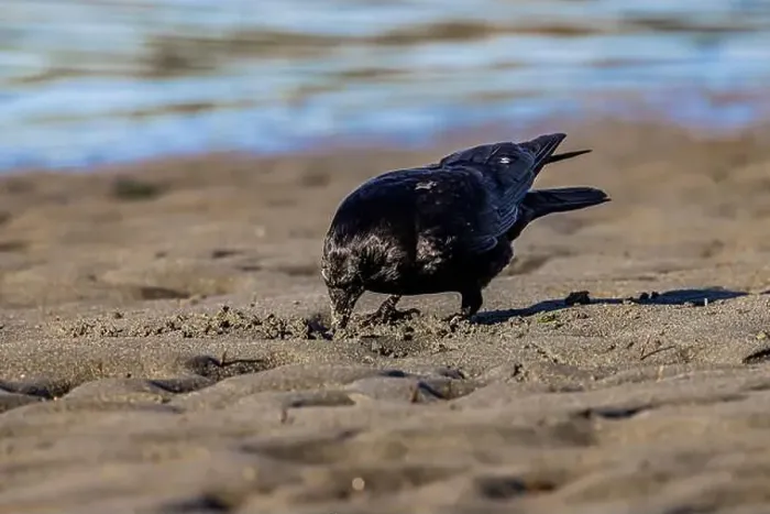 Framed Print : American Crow, Corvus brachyrhynchos, foraging at low tide on Fox Island in Puget Sound, Washington State, USA