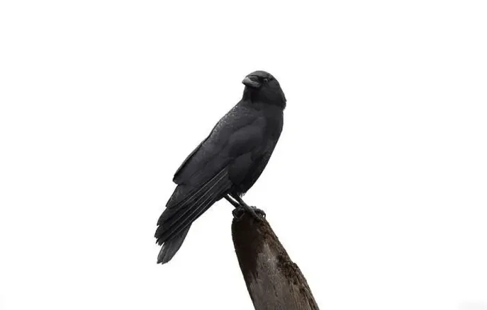 Framed Print : An american crow Corvus brachyrhynchos isolated on white background pearched on a post Framed Print : An american crow Corvus brachyrhynchos isolated on white background pearched on a post