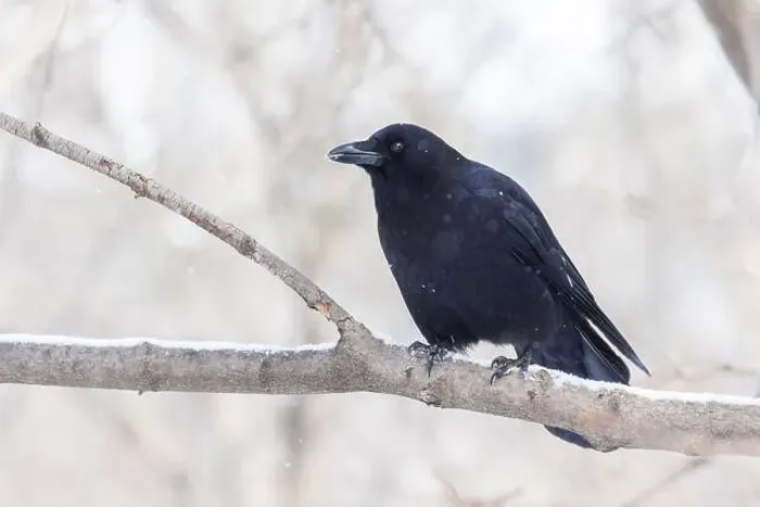 Framed Print : American crow (Corvus brachyrhynchos) in winter Framed Print : American crow (Corvus brachyrhynchos) in winter