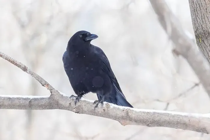 Framed Print : American crow (Corvus brachyrhynchos) in winter Framed Print : American crow (Corvus brachyrhynchos) in winter