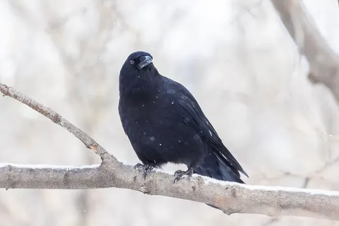 Framed Print : American crow (Corvus brachyrhynchos) in winter Framed Print : American crow (Corvus brachyrhynchos) in winter