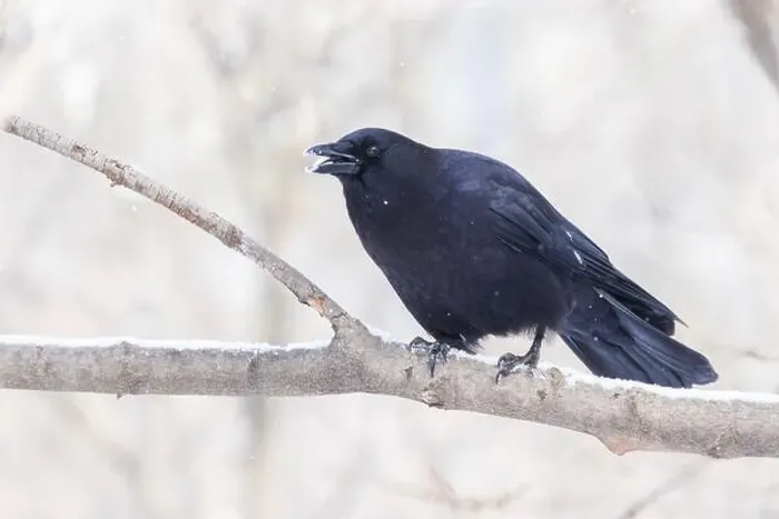 Framed Print : American crow (Corvus brachyrhynchos) in winter Framed Print : American crow (Corvus brachyrhynchos) in winter