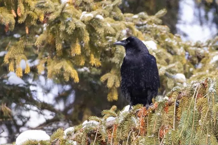 Framed Print : American crow (Corvus brachyrhynchos) in winter Framed Print : American crow (Corvus brachyrhynchos) in winter