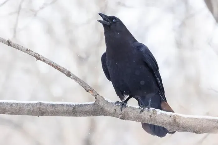 Framed Print : American crow (Corvus brachyrhynchos) in winter Framed Print : American crow (Corvus brachyrhynchos) in winter