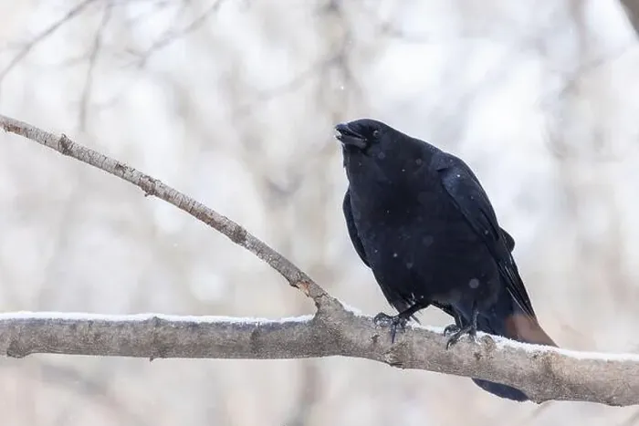 Framed Print : American crow (Corvus brachyrhynchos) in winter Framed Print : American crow (Corvus brachyrhynchos) in winter