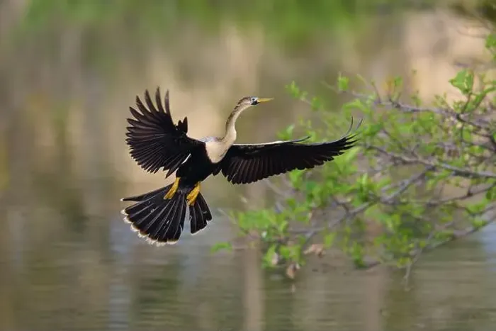 Framed Print : American Darter (Anhinga anhinga) Framed Print : American Darter (Anhinga anhinga)