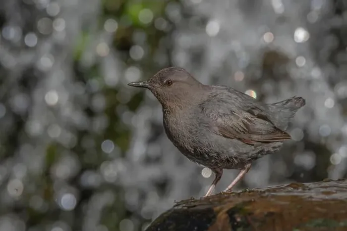 Framed Print : American Dipper (Cinclus mexicanus) standing on a rock near a waterfall Framed Print : American Dipper (Cinclus mexicanus) standing on a rock near a waterfall