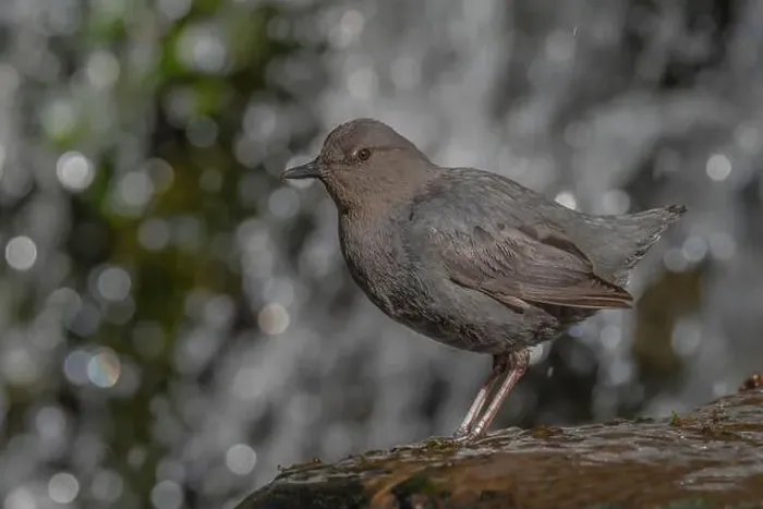 Framed Print : American Dipper (Cinclus mexicanus) standing on a rock near a waterfall Framed Print : American Dipper (Cinclus mexicanus) standing on a rock near a waterfall
