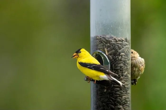 Framed Print : An American goldfinch at a bird feeder at FortWhyte Alive, Winnipeg, Manitoba, Canada Framed Print : An American goldfinch at a bird feeder at FortWhyte Alive, Winnipeg, Manitoba, Canada