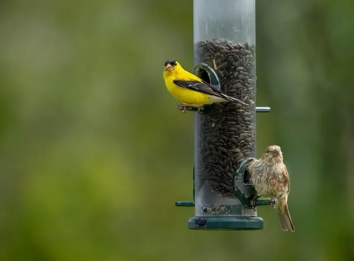 Framed Print : An American goldfinch at a bird feeder at FortWhyte Alive, Winnipeg, Manitoba, Canada Framed Print : An American goldfinch at a bird feeder at FortWhyte Alive, Winnipeg, Manitoba, Canada