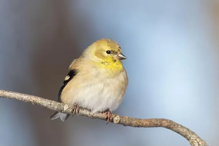 Framed Print : American goldfinch (Spinus tristis) in winter Framed Print : American goldfinch (Spinus tristis) in winter