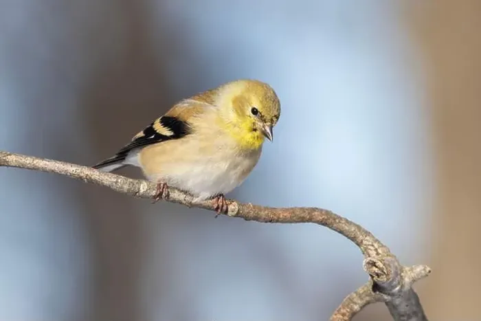 Framed Print : American goldfinch (Spinus tristis) in winter