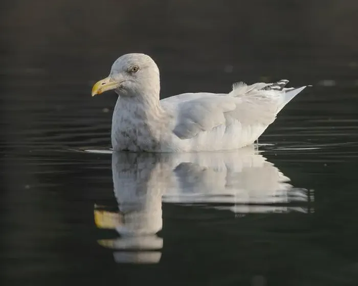 Framed Print : American Herring Gull (Larus smithsonianuss) swimming on a channel of the American River at Sailor Bar County Park Framed Print : American Herring Gull (Larus smithsonianuss) swimming on a channel of the American River at Sailor Bar County Park